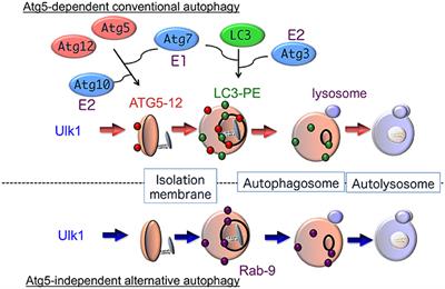 Association Between Autophagy and Neurodegenerative Diseases